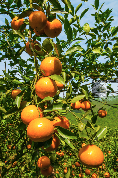 橙子树摄影图片