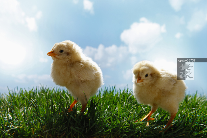 图片标题:     两只小鸡在草地上 图片编号:     cpmh